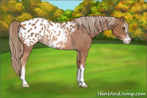 Horse Color: Liver Chestnut Sabino Blanket Rabicano 
