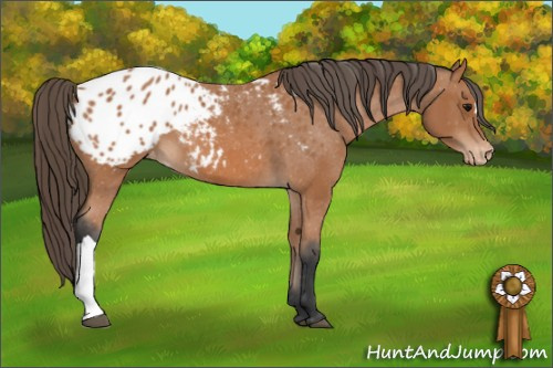 Horse Color: Bay Blanket 