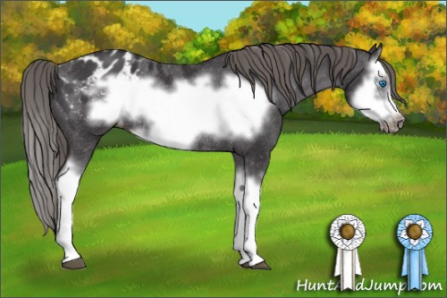 Horse Color: Smoky Black Splash Frame Blanket Rabicano 