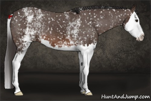 Horse Color: White Spotted Brown Splash Snowcap 