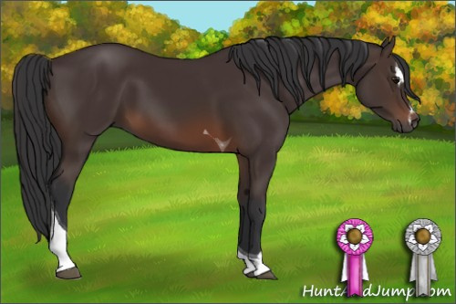 Horse Color: Brown Sabino Tobiano 
