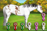 Horse Color:Bay Sabino 