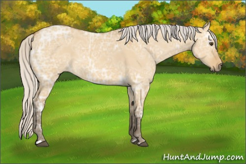 Horse Color: Silver Buckskin Ice Dun 