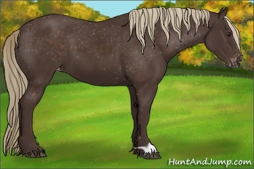 Horse Color: Liver Chestnut Varnish 