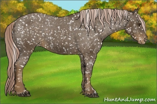 Horse Color: Chocolate Palomino Snowcap 