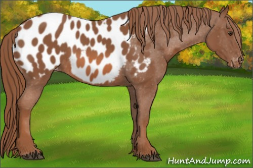 Horse Color: Liver Chestnut Near Leopard 