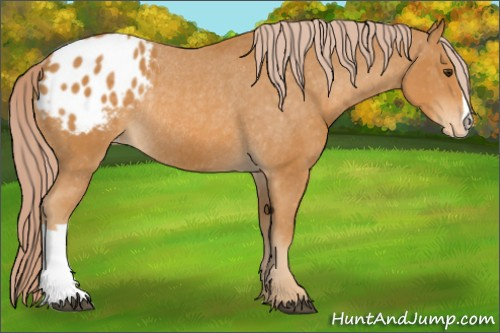 Horse Color: Chocolate Palomino Blanket Rabicano 