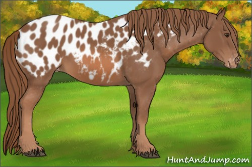 Horse Color: Liver Chestnut Blanket 