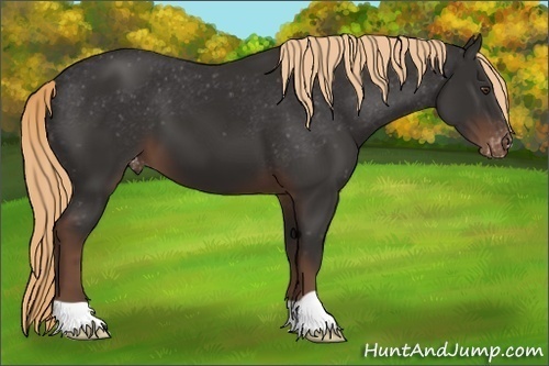 Horse Color: Liver Chestnut Snowcap 