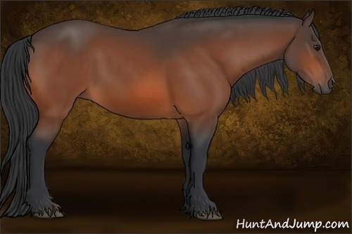 Horse Color: Bay 