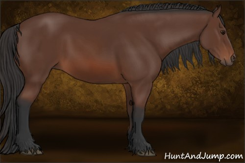 Horse Color: Bay 