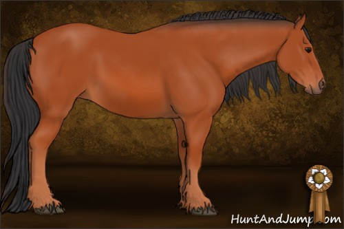 Horse Color: Bay 
