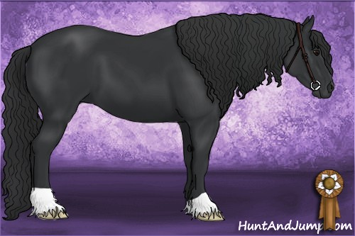 Horse Color: Black 