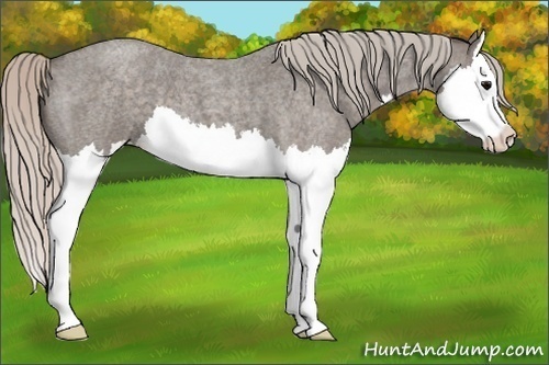 Horse Color: Silver Blue Roan Splash 