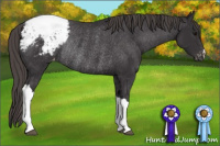 Horse Color:Buckskin Appaloosa Rabicano 