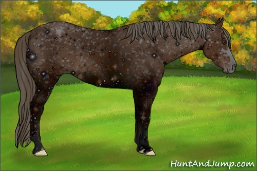 Horse Color: ERROR: UNKNOWN ANOMALY
