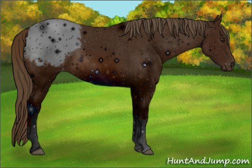 Horse Color: ERROR: UNKNOWN ANOMALY
