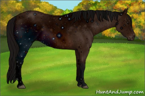 Horse Color: ERROR: UNKNOWN ANOMALY