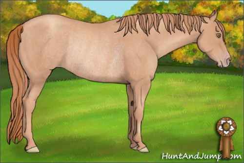 Horse Color: Gold Champagne Rabicano 