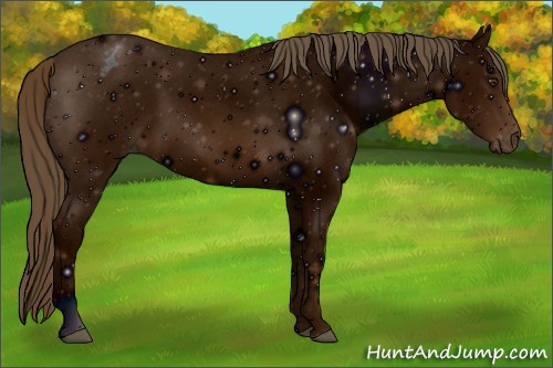 Horse Color: ERROR: UNKNOWN ANOMALY