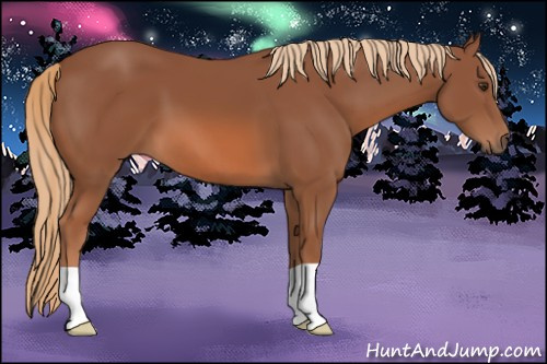 Horse Color: Liver Chestnut 