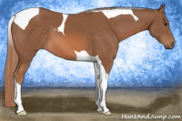 Horse Color:Chestnut Tobiano