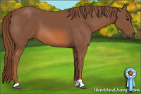 Horse Color:Liver Chestnut 