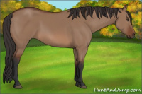 Horse Color:Bay Dun