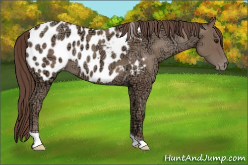 Horse Color: Sable Champagne Ice Tobiano Blanket Rabicano 