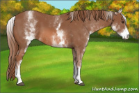 Horse Color:White Spotted Chestnut 