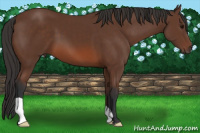 Horse Color:Bay 