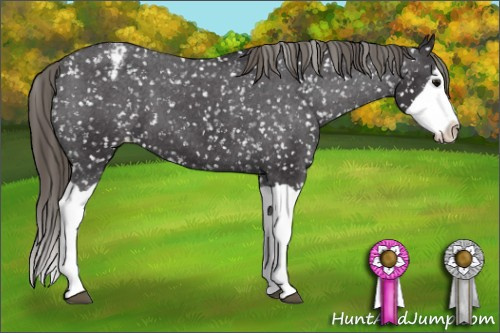 Horse Color: Smoky Black Splash Snowcap 