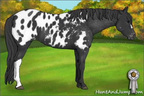 Horse Color: Black Blanket 
