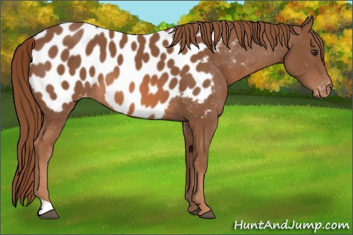 Horse Color: Chestnut Blanket 