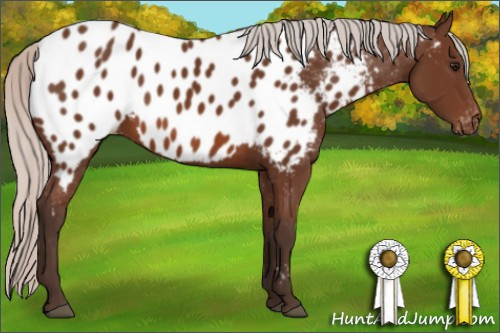 Horse Color: Silver Bay Blanket 