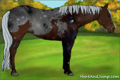 Horse Color: ERROR: UNKNOWN ANOMALY