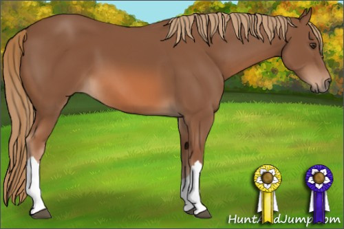 Horse Color: Chestnut 