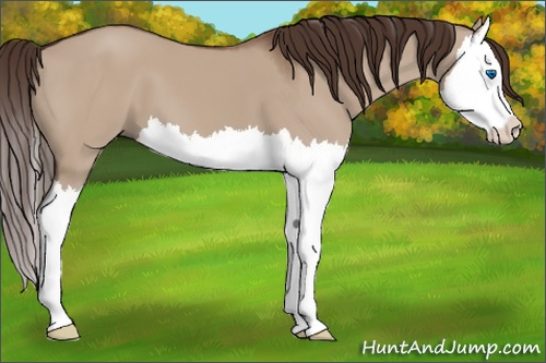 Horse Color: Liver Red Dun Splash 