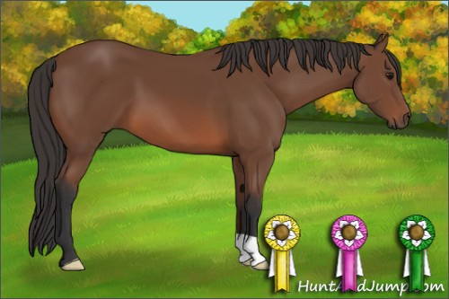 Horse Color: Bay 
