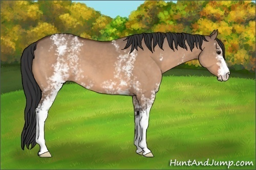 Horse Color: White Spotted Bay Dun 