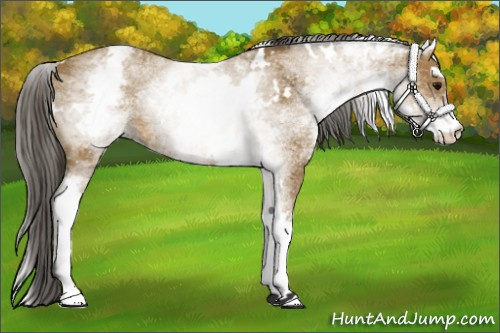 Horse Color: White Spotted Buckskin 