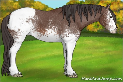 Horse Color: White Spotted Bay Snowcap 
