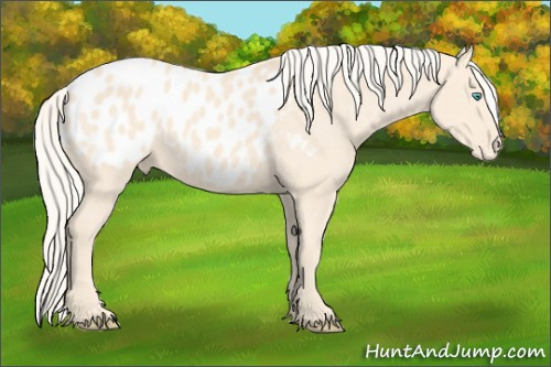 Horse Color: Cremello Blanket 