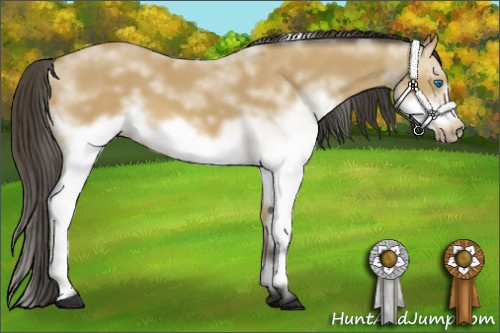 Horse Color: White Spotted Buckskin Frame 