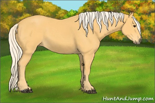 Horse Color: Palomino 