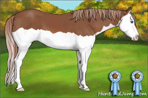 Horse Color: Liver Chestnut Splash 