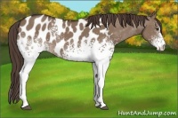 Horse Color:White Spotted Liver Red Dun Appaloosa 