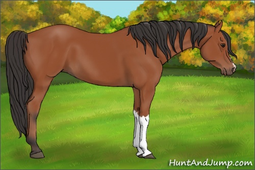 Horse Color: Bay 