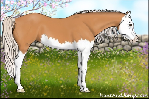 Horse Color: Silver Bay Splash 