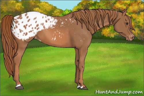 Horse Color: Chestnut Blanket 